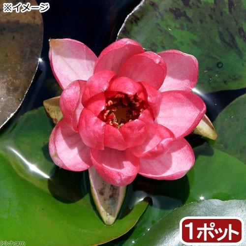 （ビオトープ）睡蓮　温帯性睡蓮（スイレン）（赤）　リオウ　Ｌｉｏｕ　（１ポット）