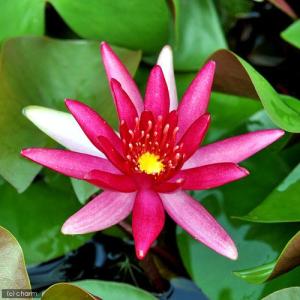 （ビオトープ）睡蓮　温帯性睡蓮（スイレン）（赤）　ヒドゥン　バイオレット　Ｈｉｄｄｅｎ　Ｖｉｏｌｅｔ　（１ポット）（休眠状態）