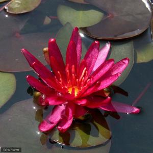(ビオトープ)睡蓮 温帯性睡蓮(スイレン)(赤...の詳細画像1