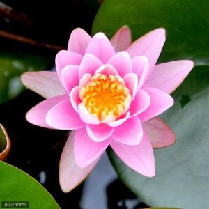 （ビオトープ）睡蓮　温帯性睡蓮（スイレン）（桃）　ニゲル　Ｎｉｇｅｒ　（１ポット）（休眠状態）