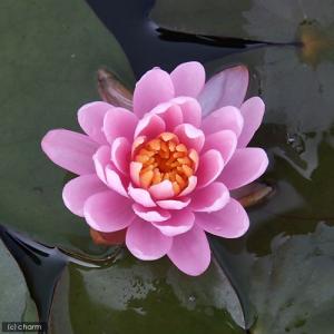 (ビオトープ)睡蓮 温帯性睡蓮(スイレン)(桃...の詳細画像1