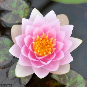 （ビオトープ）睡蓮　温帯性睡蓮（スイレン）（桃）　シャディ　レディ　Ｓｈａｄｙ　Ｌａｄｙ　（１ポット）（休眠状態）