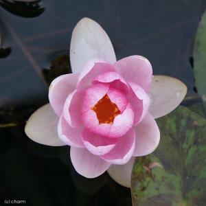 (ビオトープ)睡蓮 温帯性睡蓮(スイレン)(桃...の詳細画像1