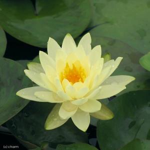 (ビオトープ)睡蓮 温帯性睡蓮(スイレン)(黄...の詳細画像1