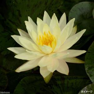 (ビオトープ)睡蓮 温帯性睡蓮(スイレン)(黄...の詳細画像1