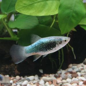 (熱帯魚)ネオンブルータキシード・プラティ(4匹...の商品画像