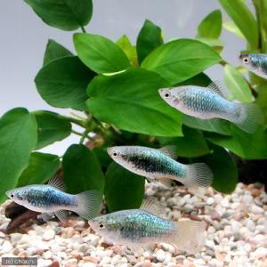 (熱帯魚)ネオンブルータキシード・プラティ(4...の詳細画像1