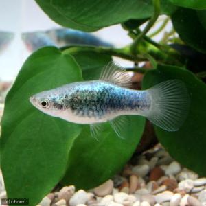 (熱帯魚)ネオンブルータキシード・プラティ(4...の詳細画像2