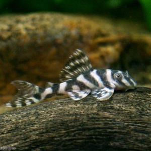 （熱帯魚）スーパーインペリアルゼブラプレコ　Ｌ−１７３ｂ（ブリード）（１匹）　北海道・九州航空便要保温