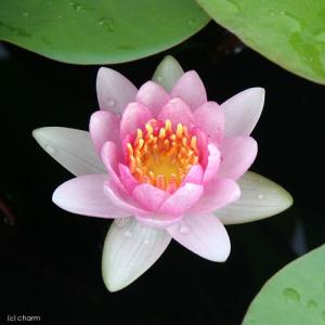 （ビオトープ）睡蓮　温帯性睡蓮（スイレン）（桃）　チャレス　ＣｈａｒｌｅＳ　（１ポット）（休眠状態）