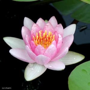 (ビオトープ)睡蓮 温帯性睡蓮(スイレン)(桃...の詳細画像1