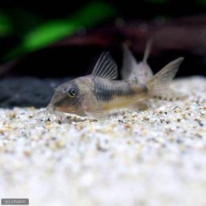 （熱帯魚）コリドラス・セプテントリオナリス（ワイルド）（１匹）　北海道・九州航空便要保温