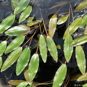 (ビオトープ)水生植物 ヒルムシロ(3株) 浮...の詳細画像2