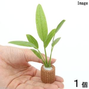 （水草）ライフマルチ（茶）おまかせエキノドルス（水上葉）（無農薬）（約１５ｃｍ）（１個）｜chanet