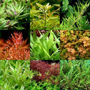 (水草)おまけ付き!置くだけ簡単 ライフマルチ...の詳細画像1