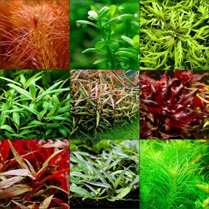 (水草)おまけ付き!置くだけ簡単 ライフマルチ...の詳細画像2