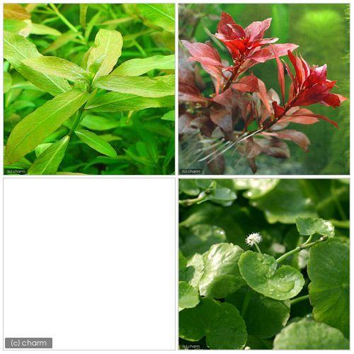 （水草）ビギナー３点セット（水上葉）（無農薬）（１パック）（説明書付）