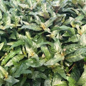 チャーム（charm） （水草）ルドウィジア レペンス グリーン（水上葉