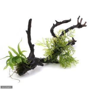 水草）ミクロソリウム 本ナローリーフ（水中葉）（無農薬）（葉数3