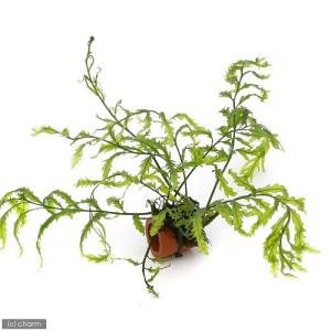 チャーム（charm） （水草）ボルビティス ヒュディロティ（水中葉