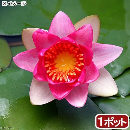 （ビオトープ）睡蓮　温帯性睡蓮（スイレン）（赤）　アトロプルプレア　Ａｔｒｏｐｕｒｐｕｒｅａ　（１ポ...