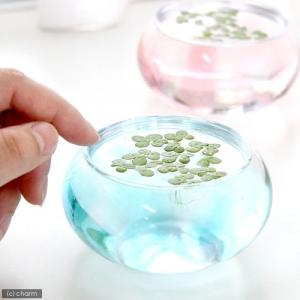 （浮草）ウキクサ（無農薬）（１５株）