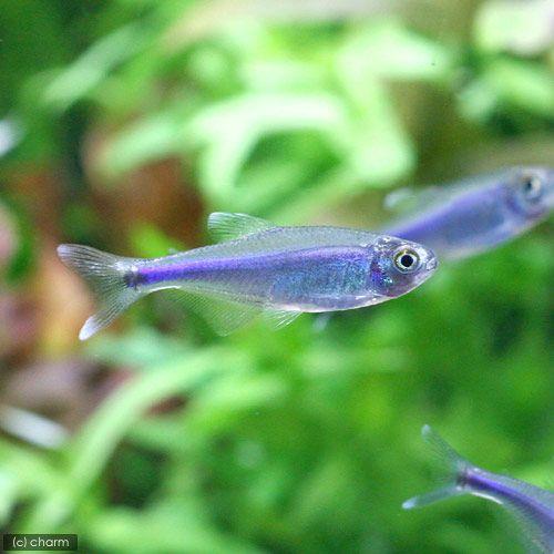 （熱帯魚）ブルー・テトラ（６匹）　北海道航空便要保温
