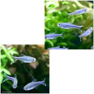 (熱帯魚)ブルー・テトラ(6匹) 北海道・九州...の詳細画像1