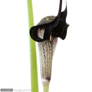 山野草）テンナンショウ（天南星）模様葉ホロテンナンショウ Sサイズ