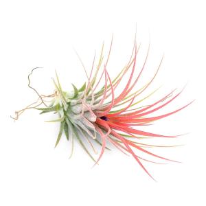 チャーム（charm） （観葉植物）エアープランツ チランジア