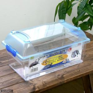 三晃商会　ＣＬＥＡＮ　ＣＡＳＥ　ＦＬＡＴ　クリーンケースフラット（Ｌ）（３７５×２２０×１８４ｍｍ）プラケース　虫かご飼育容器｜チャーム charm ヤフー店