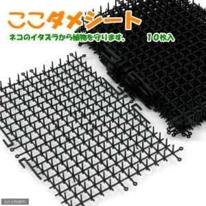 ここダメシート　１０枚入