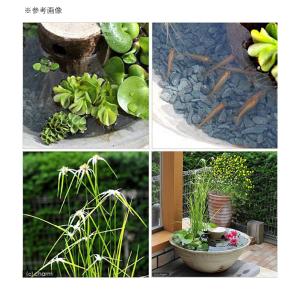(ビオトープ)(めだか)益子焼 彩 古信楽 隠...の詳細画像1