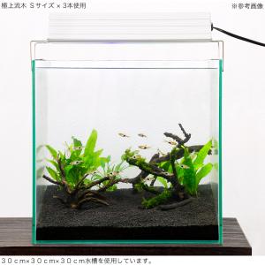 形状お任せ 煮込み済み 極上流木 Sサイズ(約...の詳細画像3