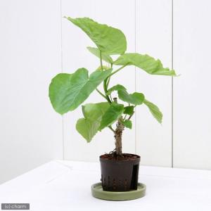(観葉植物)ハイドロ苗9φ・Lサイズ フィカス...の詳細画像1