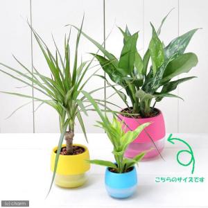 (観葉植物)ハイドロ苗9φ・Lサイズ フィカス...の詳細画像2