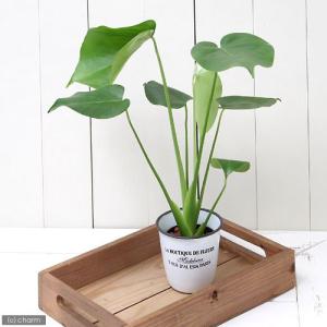 現品) エクメア トリアングラリス (No.62451) (観葉植物 おしゃれ