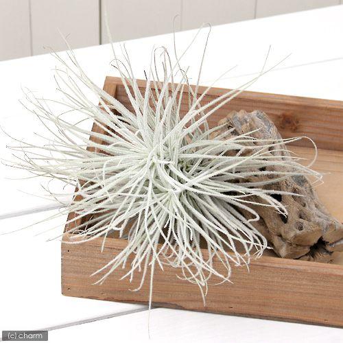 （観葉植物）エアープランツ　チランジア　テクトラム　Ｌサイズ（１株）