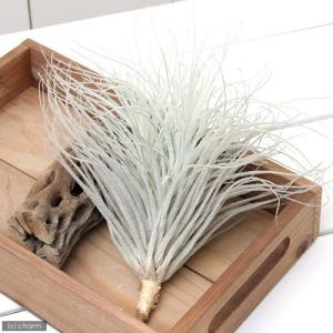 (観葉植物)エアープランツ チランジア テクト...の詳細画像1