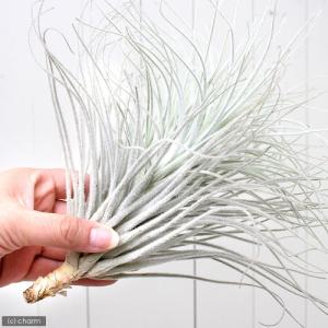 (観葉植物)エアープランツ チランジア テクト...の詳細画像2