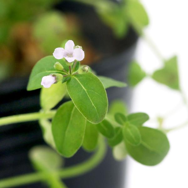 （ビオトープ）水生植物　ヒメハッカ（１ポット）　湿生植物（休眠状態）