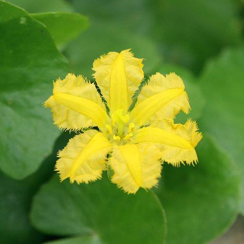（ビオトープ）水生植物　アサザ　レモンイエロー花（１ポット）　浮葉植物