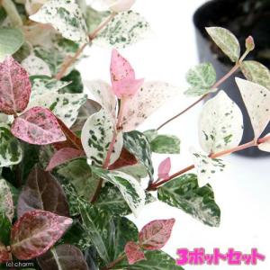 山野草）タイワンクマガイソウ（台湾熊谷草）3．5号（1ポット