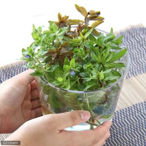 チャーム（charm） （水草）ホシクサsp．クチ（水中葉）（無農薬