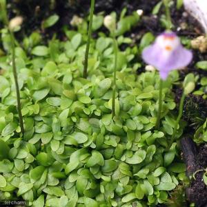 (食虫植物)ウトリクラリア ワーブルギー(クリ...の詳細画像1