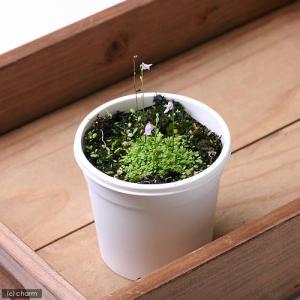 (食虫植物)ウトリクラリア ワーブルギー(クリ...の詳細画像2