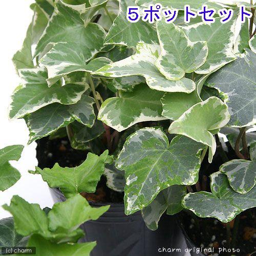 （観葉植物）ヘデラ（アイビー）（品種おまかせ）　３号（５ポット）