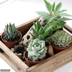 チャーム（charm） （多肉植物）ハオルチア 品種おまかせ 3号（1鉢