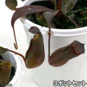 （食虫植物）ウツボカズラ　ネペンテス　レッドアラタ（３ポットセット）