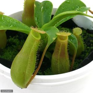 (食虫植物)ウツボカズラ ネペンテス ベントラ...の詳細画像1